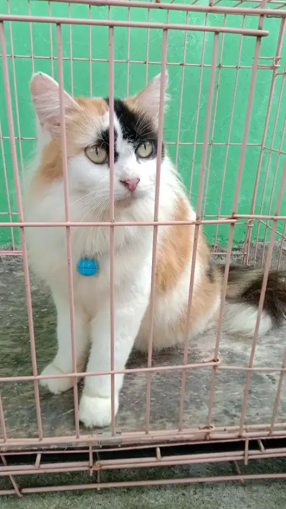 kucing persia calico