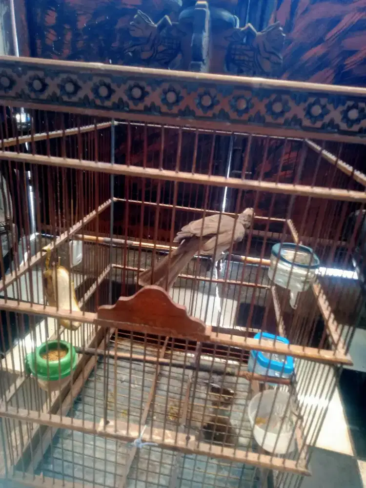 Burung  cucak timor