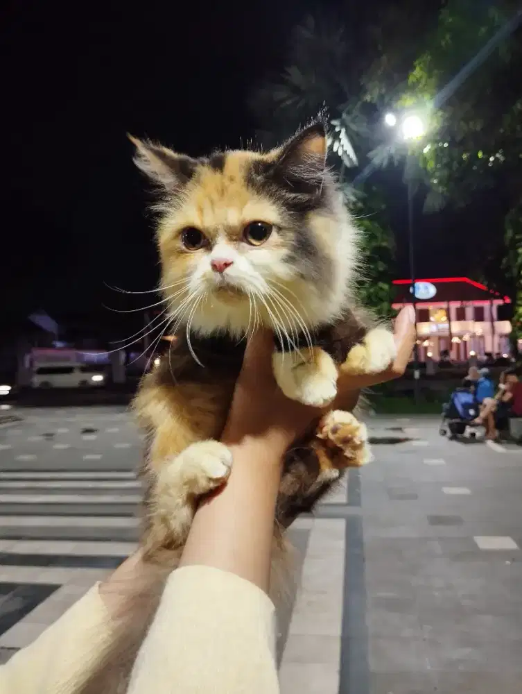 Kitten persia flatnose 5 bulan, karakter kalem banget