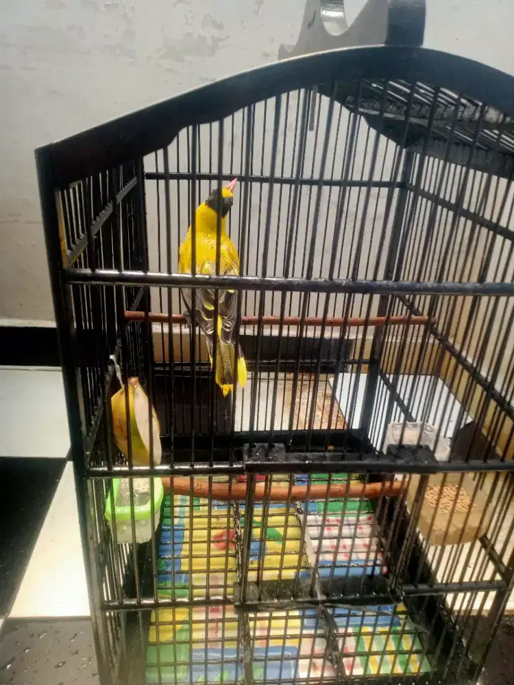 Burung kepodang emas