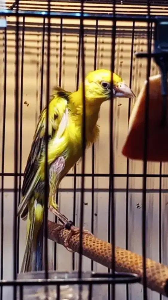 Segala Jenis Seri Kenari