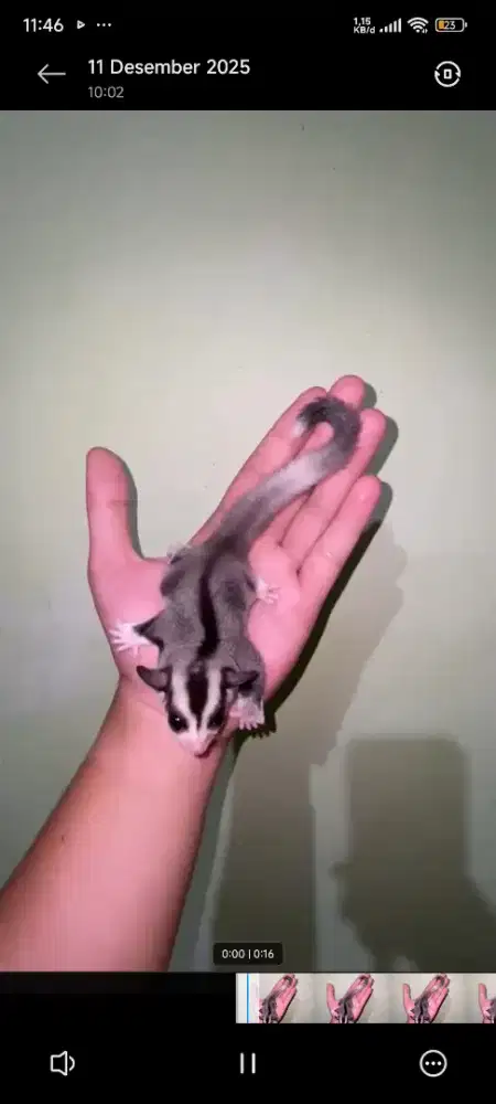 sugar glider mozaik het plat