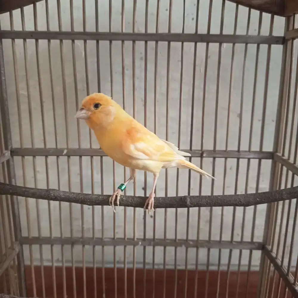 Kenari warna cerah TT kenari Betina