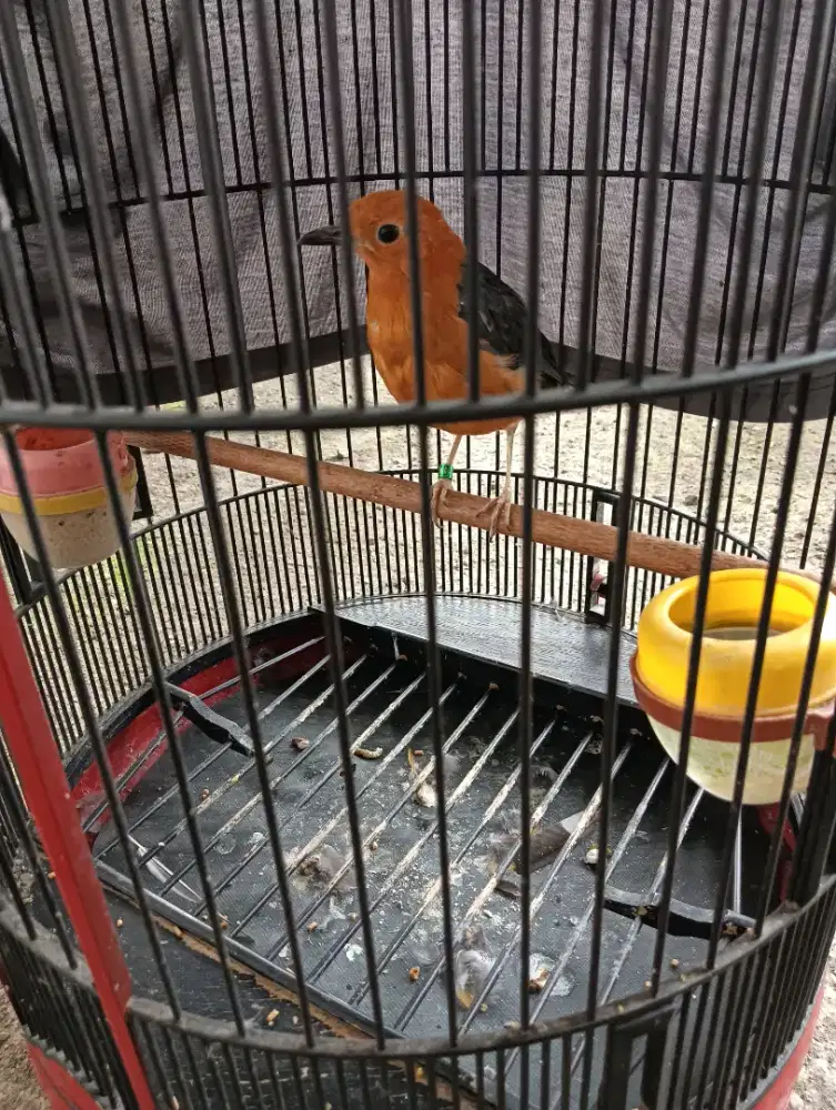 Burung Anis merah Matroji