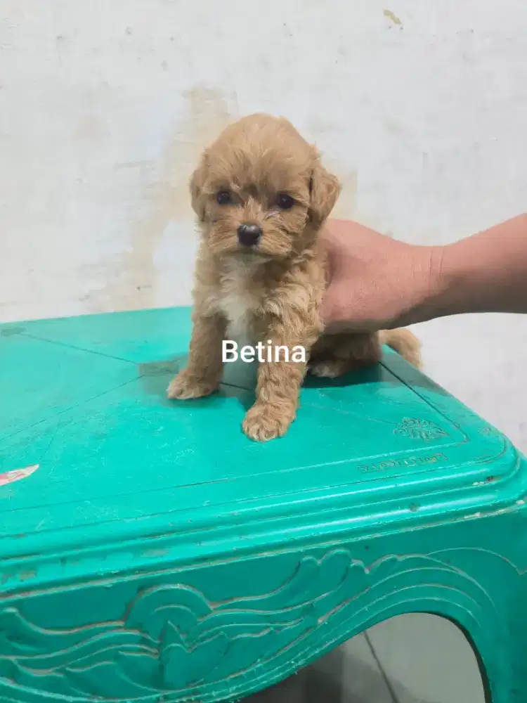 Di jual anak anjing shinpoo 1,5 bulan