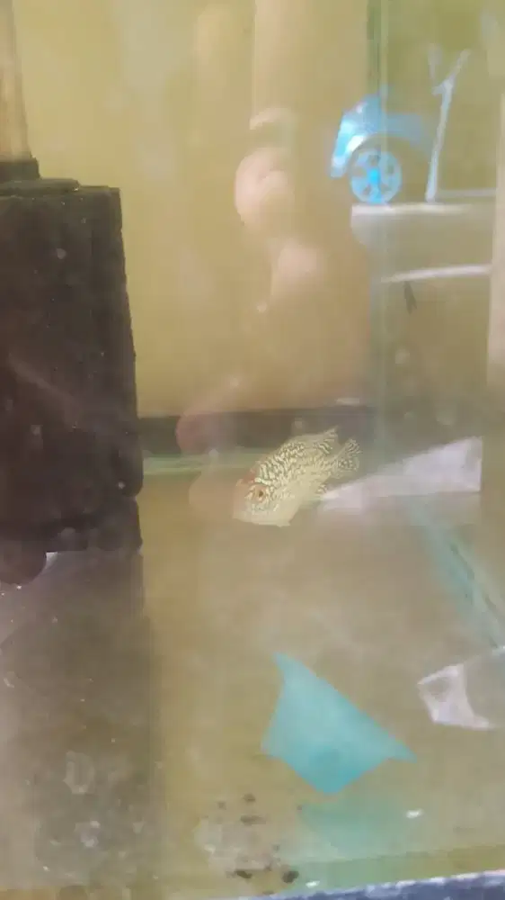 Bahan louhan kamfa f2