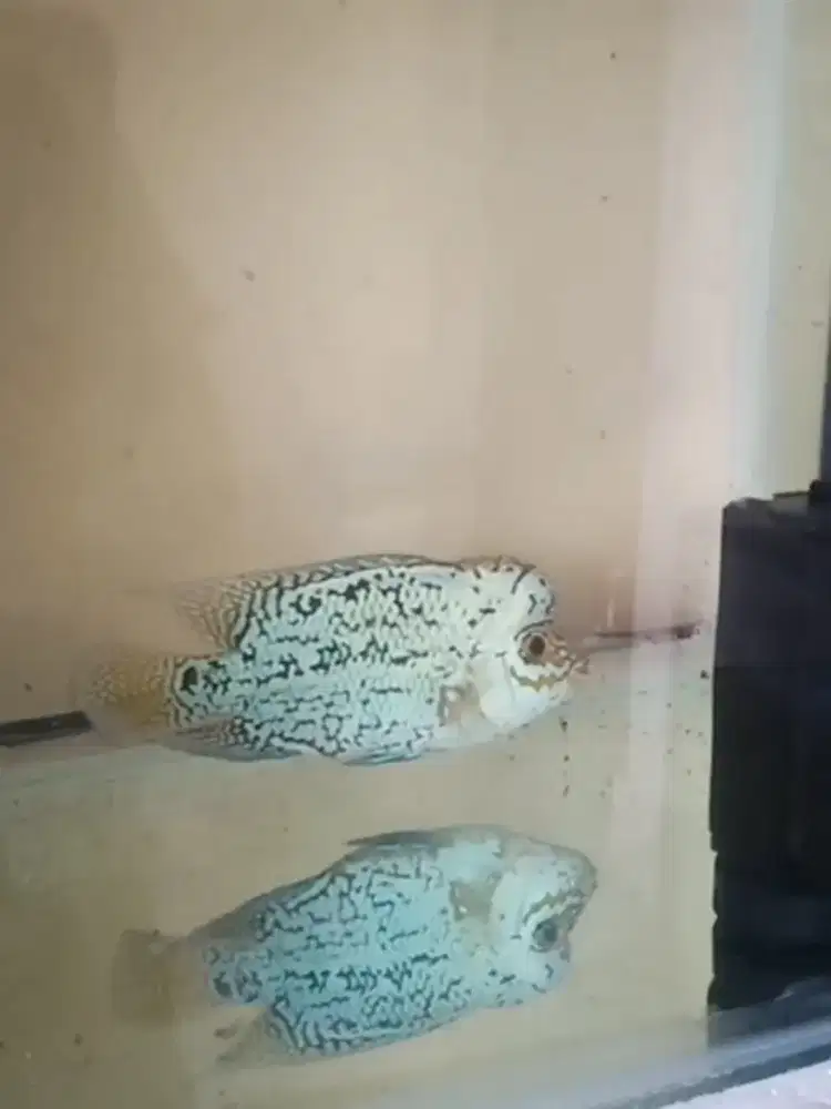 Ikan louhan kamfa f2