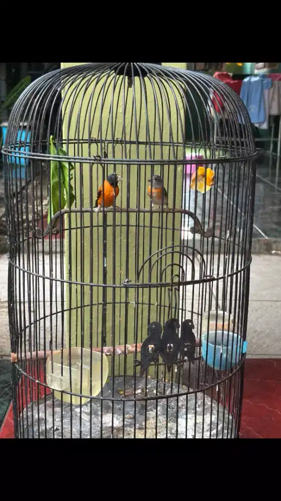 Red Siskin Clasic Sepasang