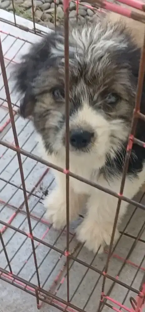 Anjing lucu ras mini