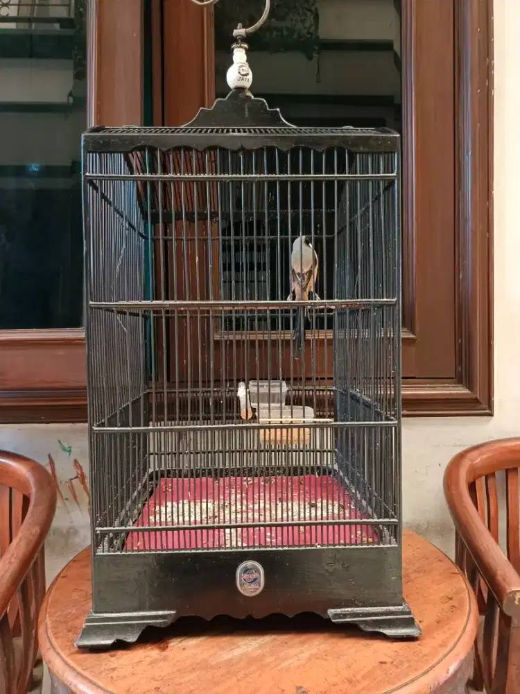 Pentet jawa Timur  gacorr d'Or