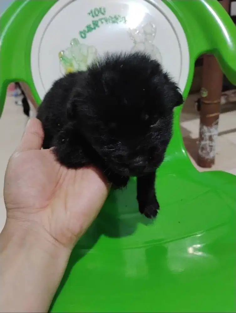 Baby herder sama hasky jantan betina