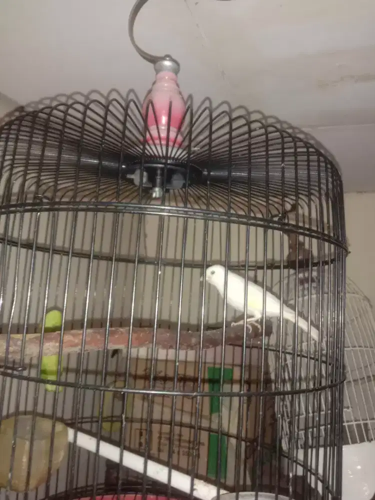 Kenari belajar bunyi dua dua nya