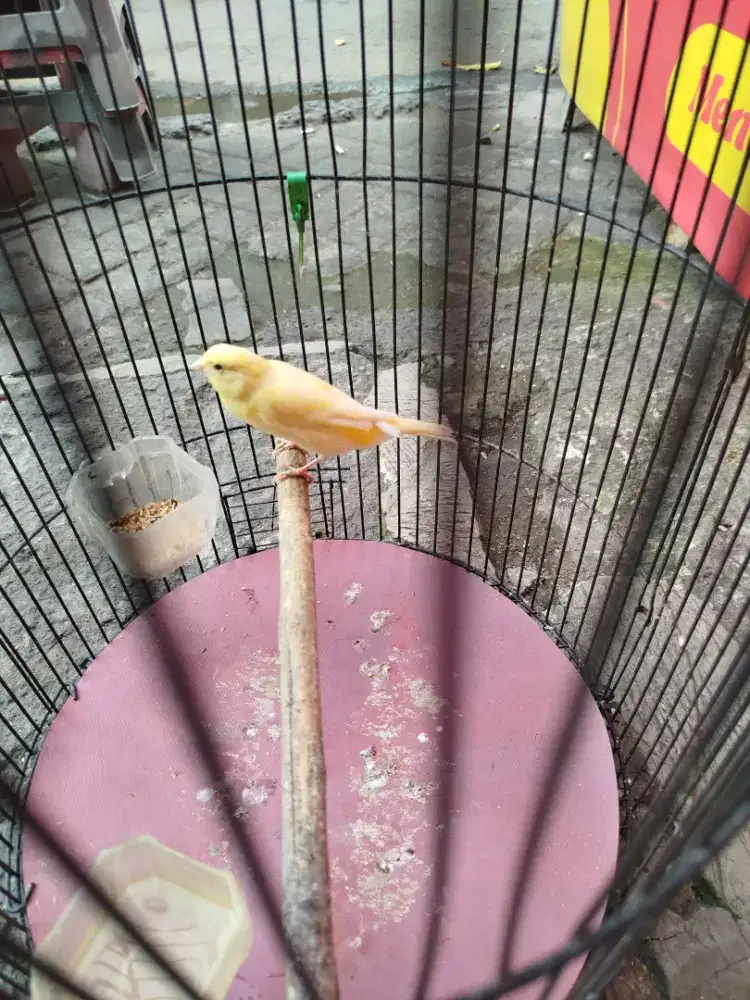 Jual burung kenari loper