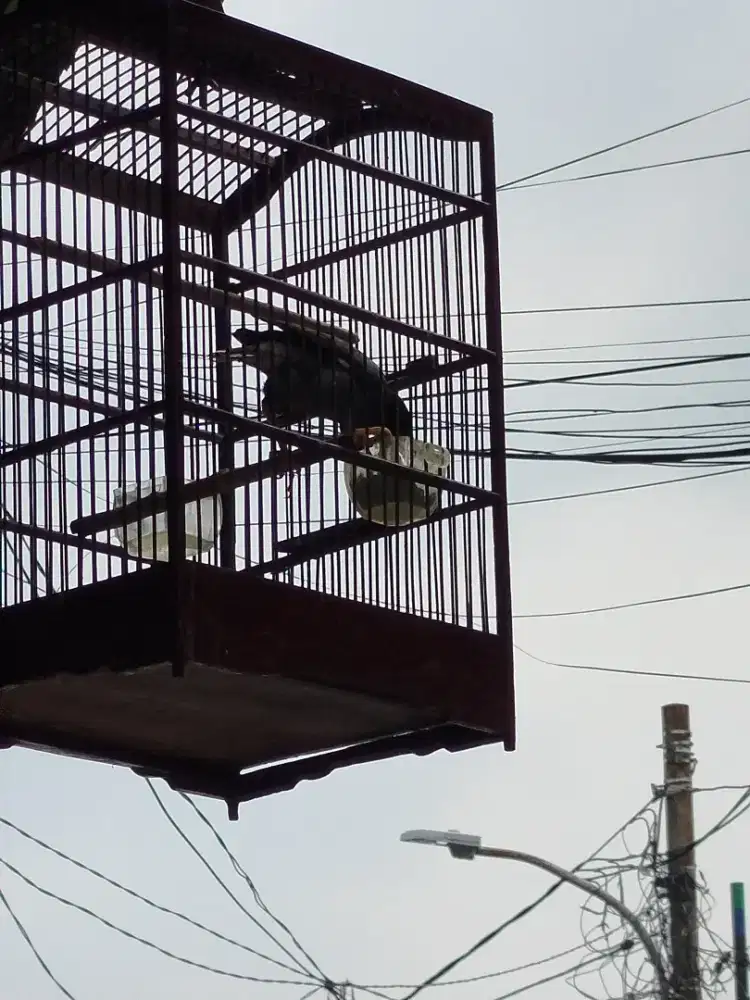 Jual burung jalak kebo mata putih