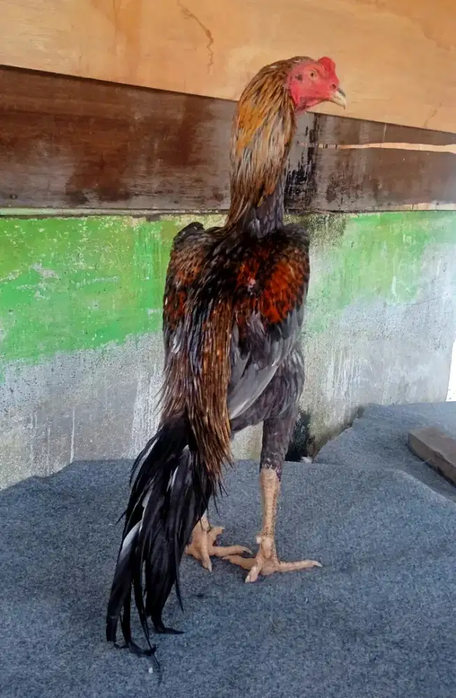 Ayam trah bk x khoytrad kondisi sehat, masih mulus dan sangat alami