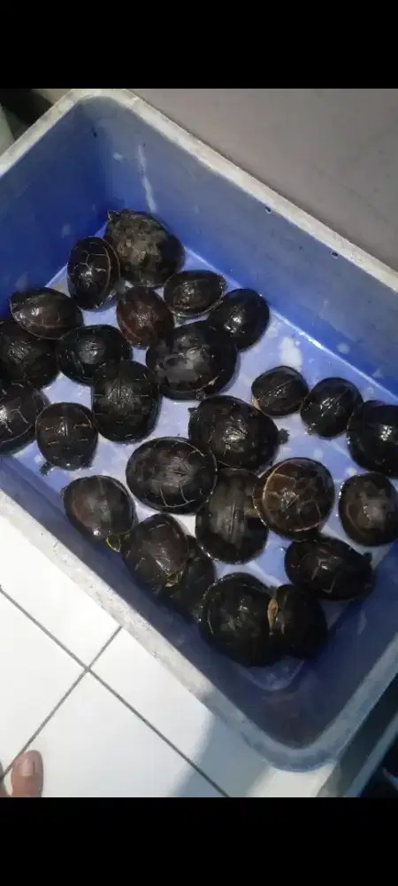 Kura kura ambon batok kecil