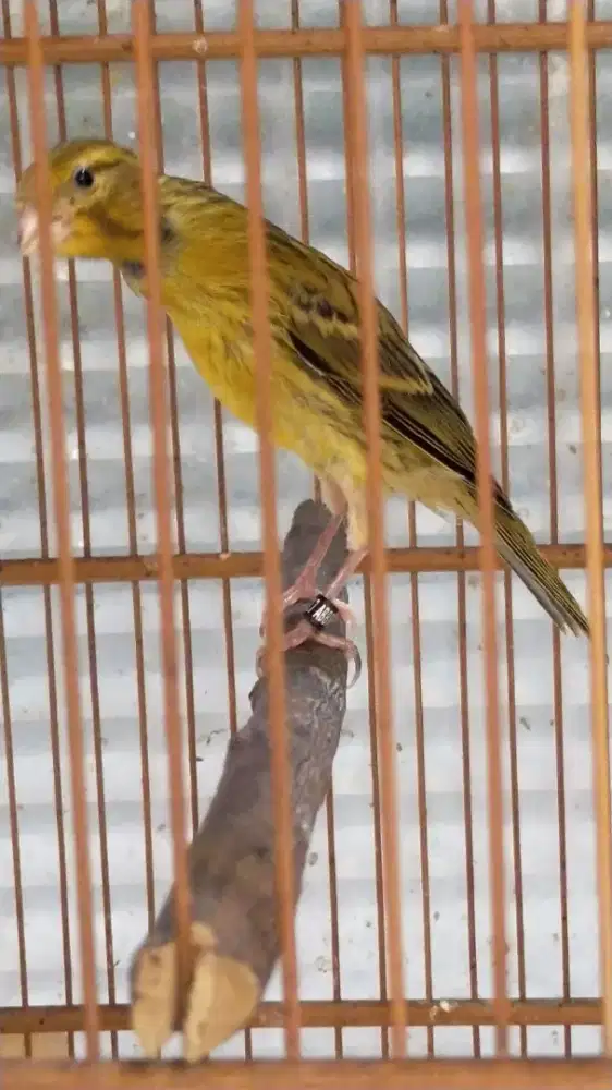 Burung kenari F1gbsf paud/anak jantan