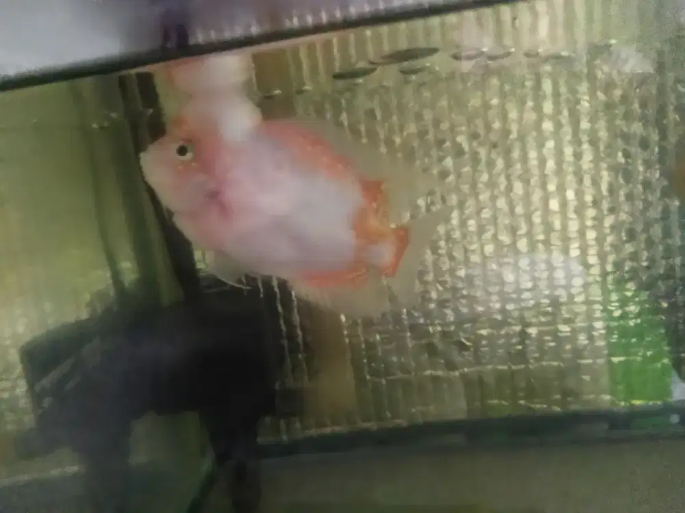 Louhan Sepasang GB dan kmfa