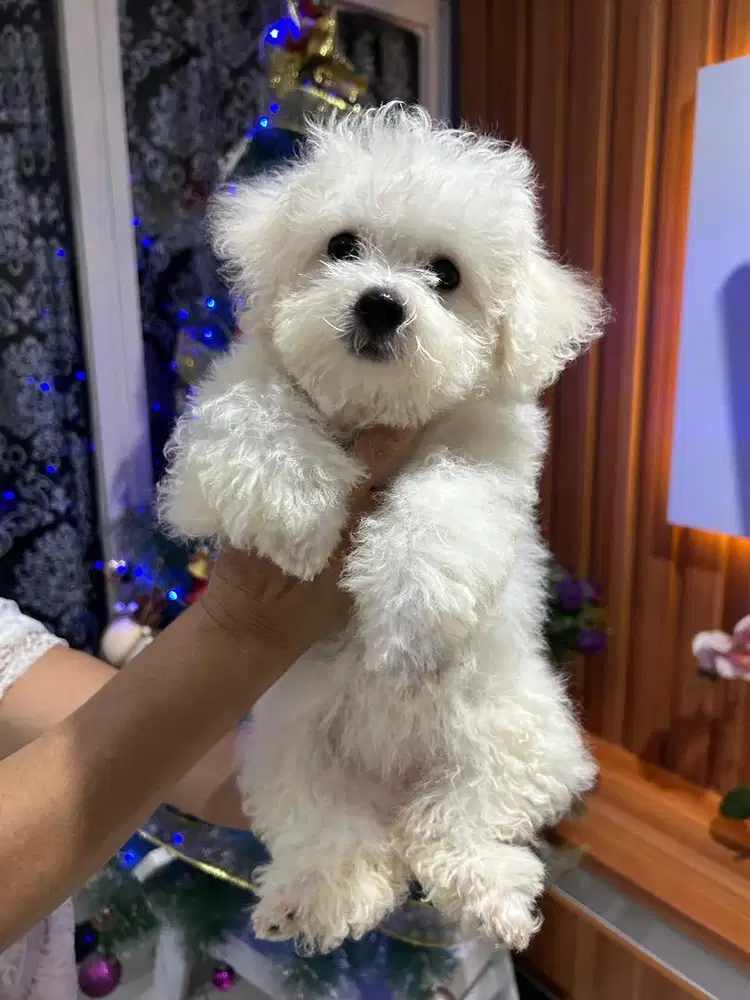 (Betina) Bichon Frise, anakan Korea Betina.