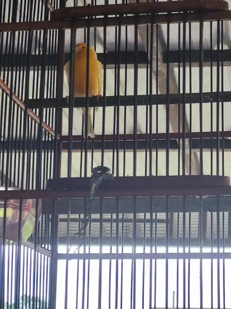 Dijual Burung Kenari Warna Kuning Bon Gocor Dor Fullset Kandang Bulat