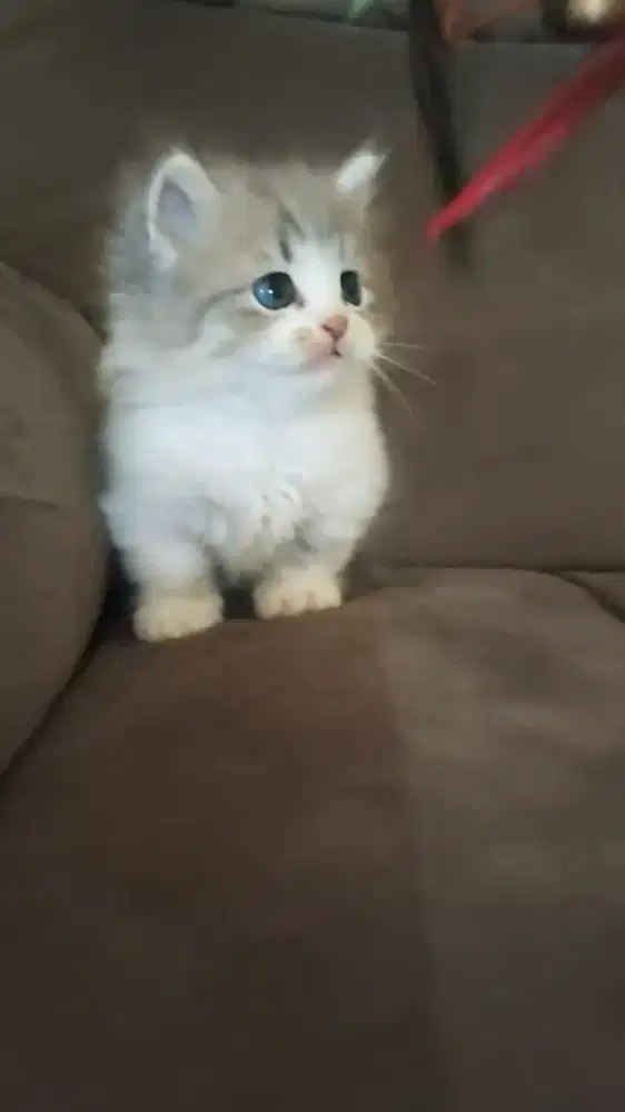 Kucing kitten munchkin rughugger top std betina 2,5 bulan