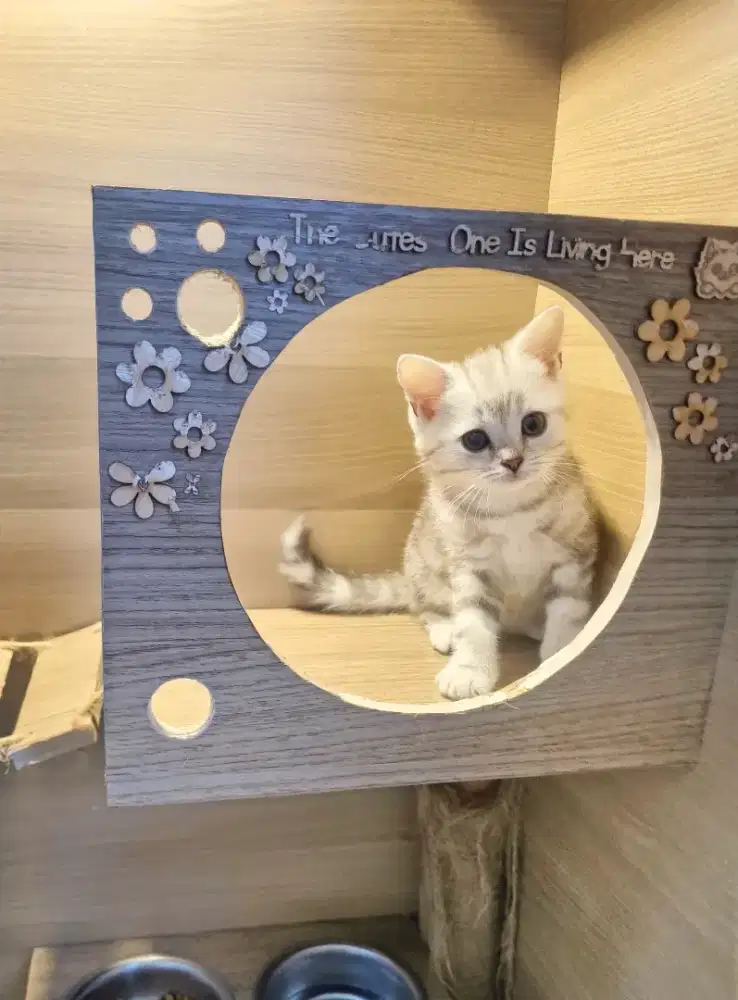 KUCING BSH - SCOTTISH FOLD (GOOD QUALITY)