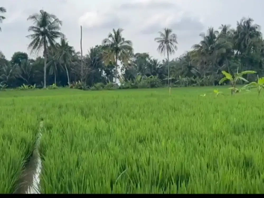 jual sawah aktif sumedang jawa barat