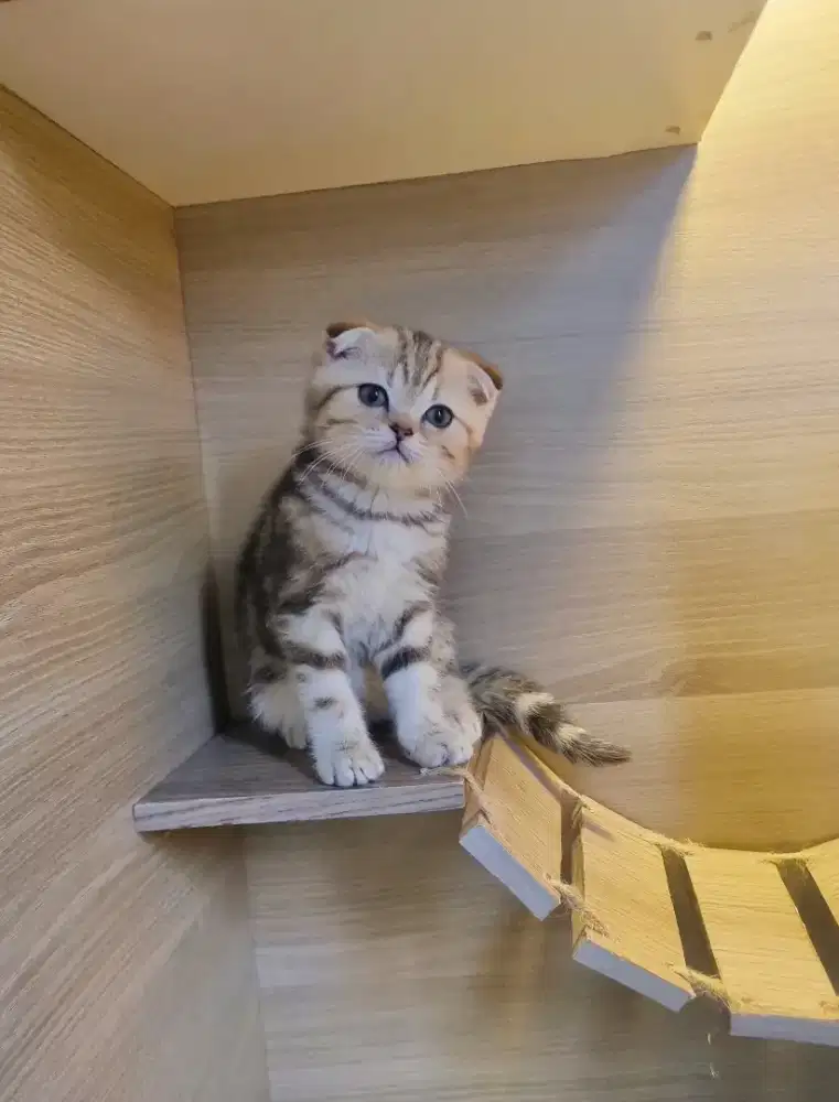 KUCING BSH- SCOTTISH FOLD (GOOD QUALITY) .