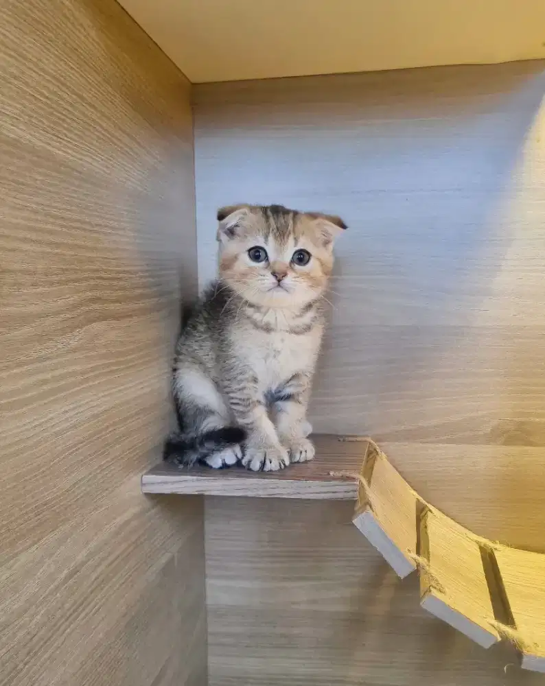 KUCING BSH-SCOTTISH FOLD (GOOD QUALITY),