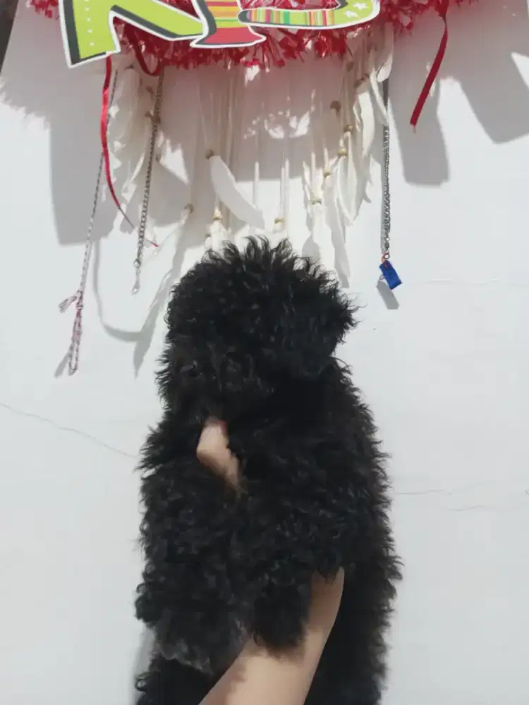 Mini poodle hitam jantan
