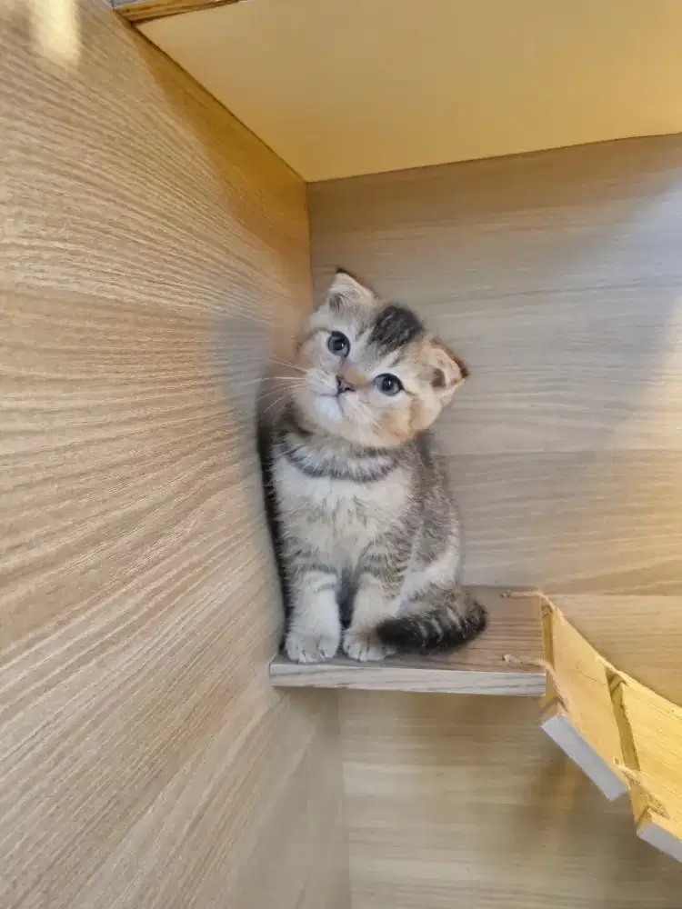 KUCING BSH - SCOTTISH FOLD (GOOD QUALITY).,