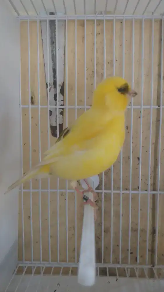 Kenari Big Border Import Jantan