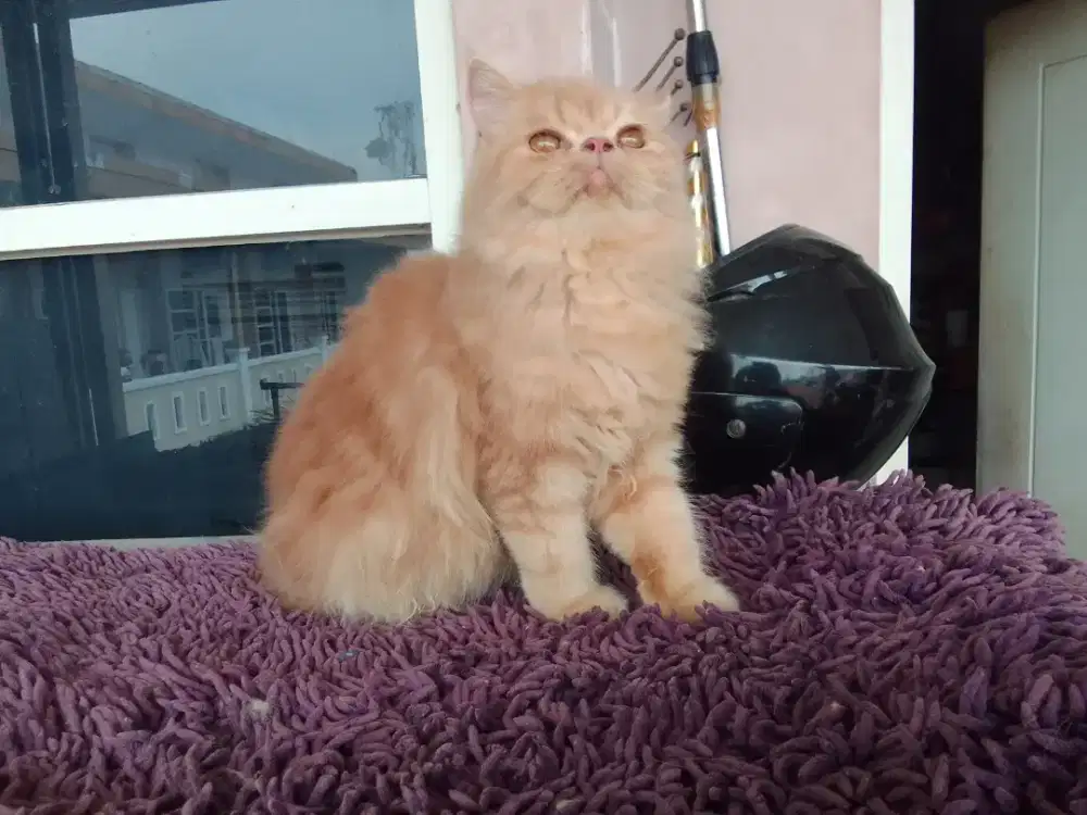 Peaknose betina 10 bln super gimbul