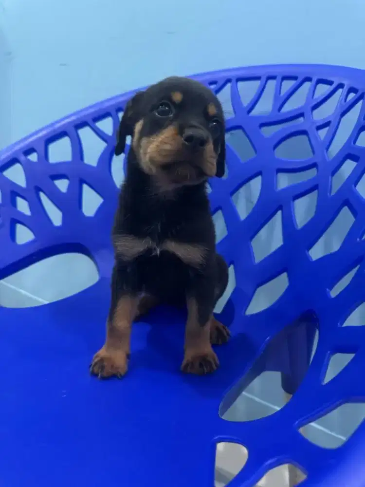 Anak anjingg rottweiler betina 100% pure ras