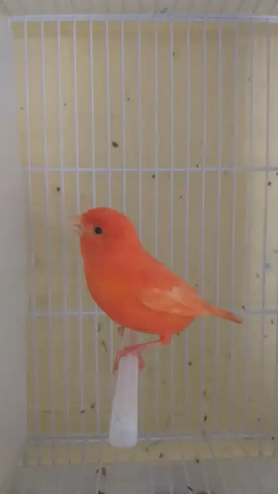 Kenari Red Intensive Import Jantan