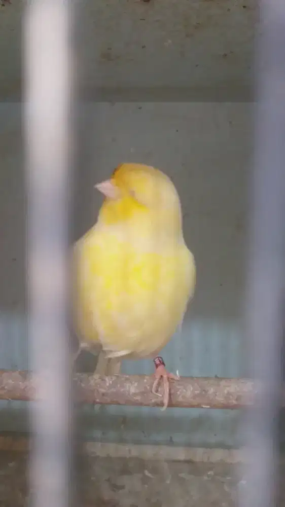 Kenari Gloster Consort Import Jantan