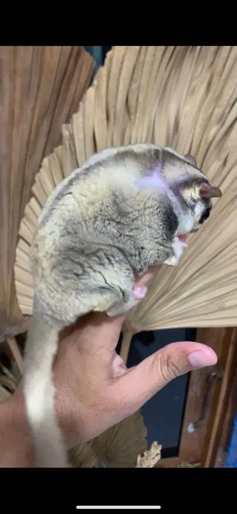 Sugarglider obesitas