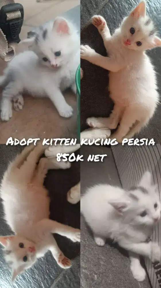 Adopt adopsi kitten kucing persia 850k net