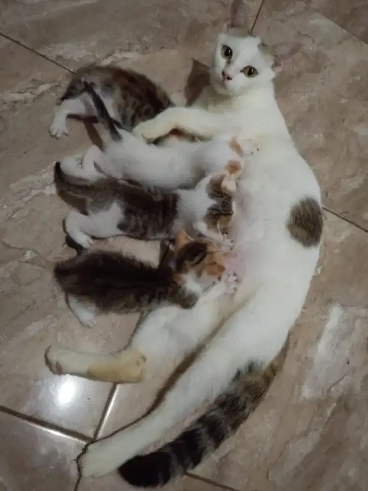 KUCING BETINA & 4 KITTEN