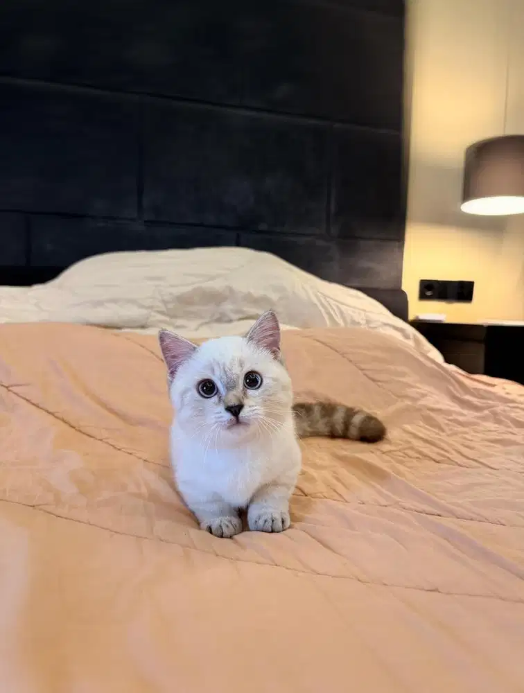 Kucing Munchkin British Shorthair FEMALE BSH SF