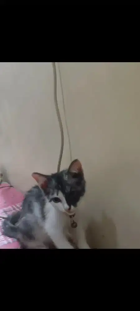 Kitten persia mixdom usia 4 bulan