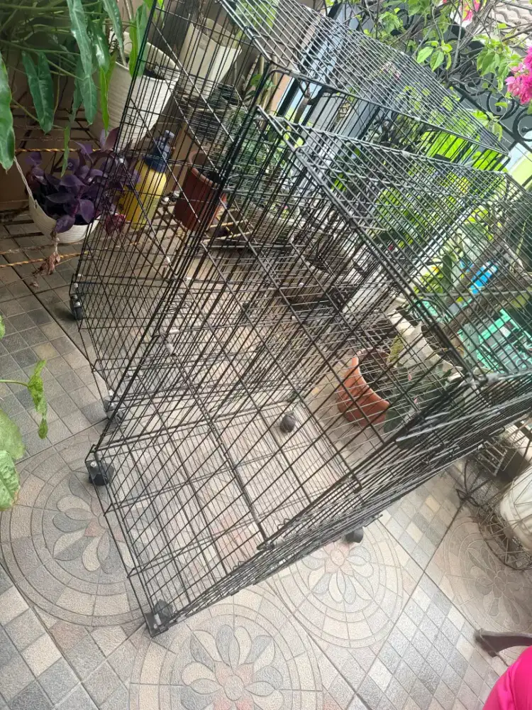 Kandang kucing lipat