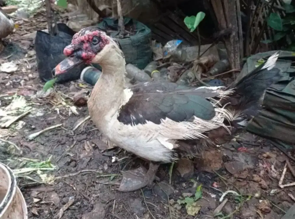 DIJUAL Entok / Kuyuk Jantan -Bandot/Jago- Dewasa SIAP KAWIN