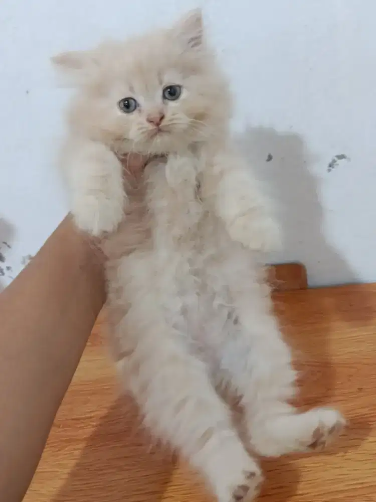 Kitten NS jantan usia 2bulan