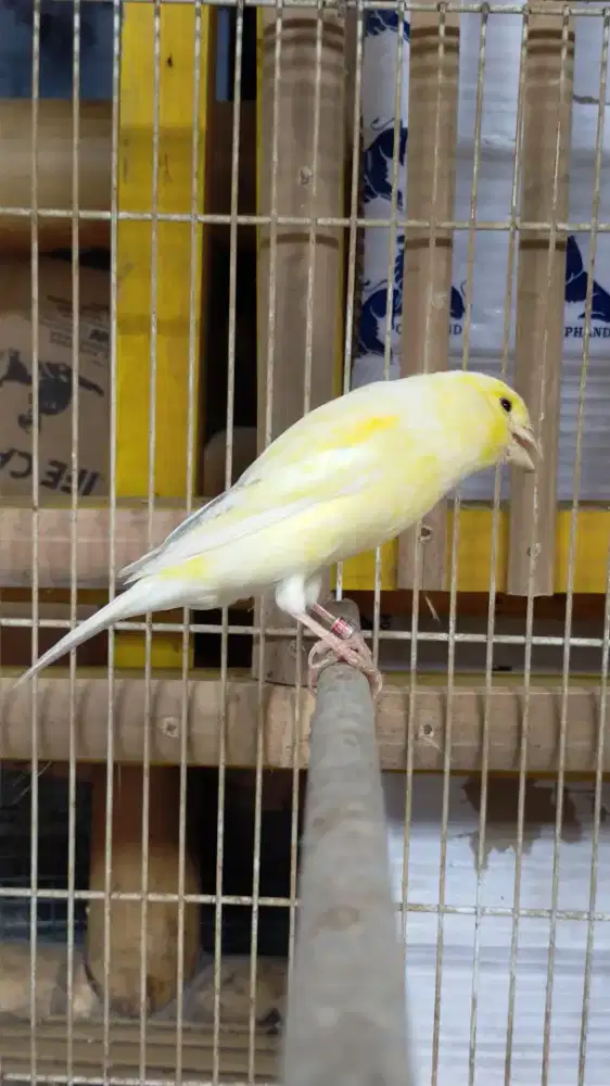 Burung kenari betina siapan (f1sfbb*AF)