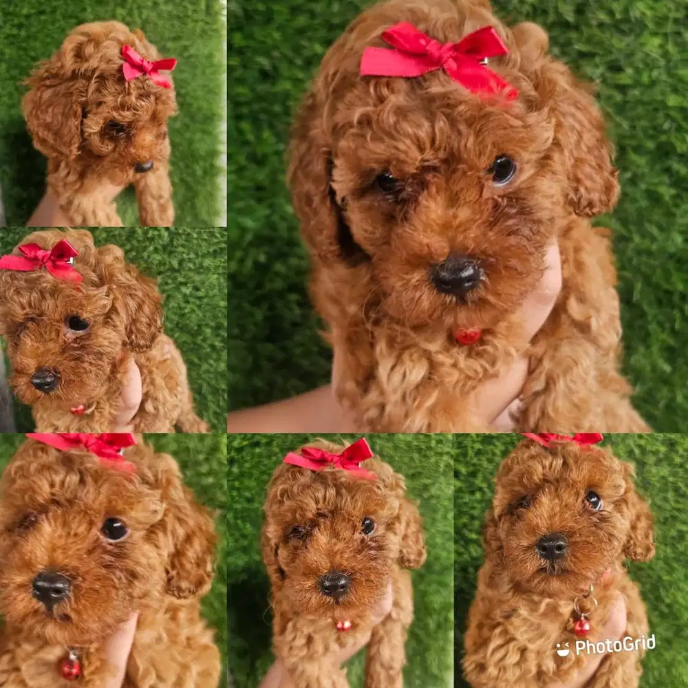 Open addopt toy poodle (kecil)