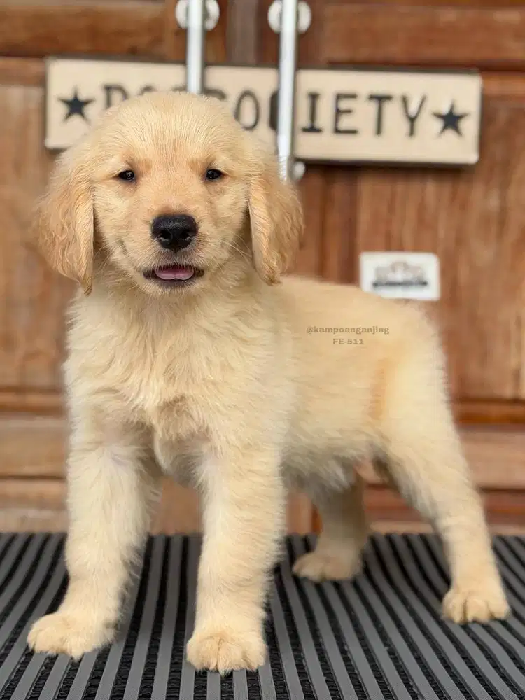 Golden Retriever Puppy, Ceria dan Menggemaskan!