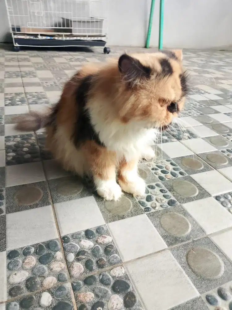 Peaknose usia 2 tahun