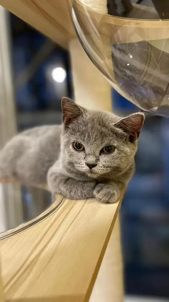 Kucing British Shorthair Bsh Blue