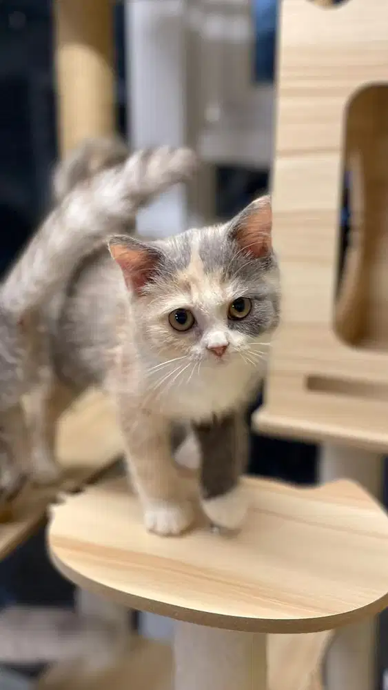 Kucing British Shorthair Bsh Calico Dilute